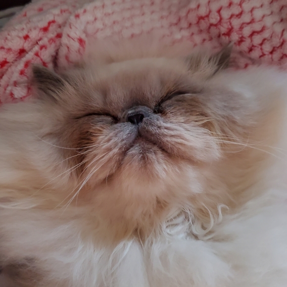 Ambrosius and Truffles - Picture 11 of 14